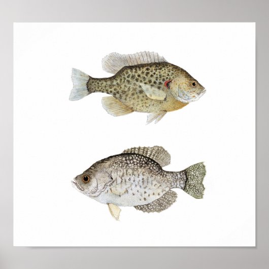 Black Crappie en Relieve Sunfish Poster (Voorkant)