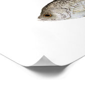 Black Crappie en Relieve Sunfish Poster (Hoek)