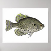 Black Crappie Poster (Voorkant)