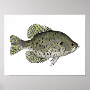 Black Crappie Poster