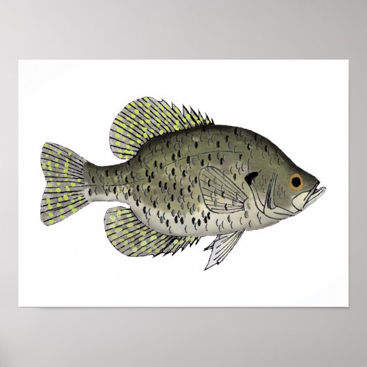 Black Crappie Poster (Voorkant)