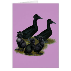Black Crested Duck-reeks