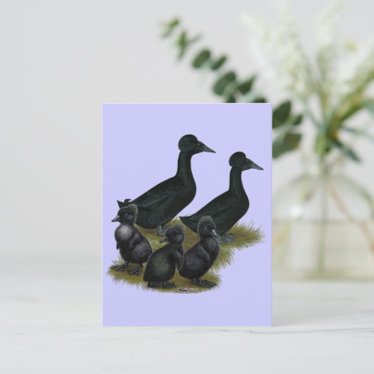 Black Crested Duck-reeks Briefkaart (Staand voorkant)