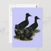 Black Crested Duck-reeks Briefkaart (Voorkant / Achterkant)