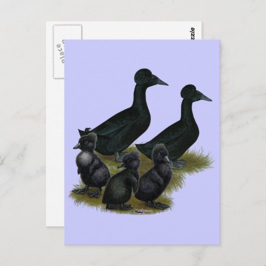 Black Crested Duck-reeks Briefkaart (Voorkant / Achterkant)