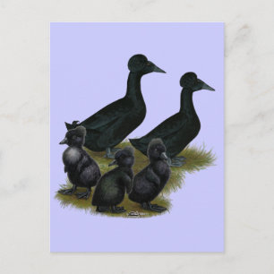 Black Crested Duck-reeks Briefkaart