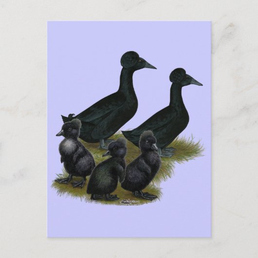 Black Crested Duck-reeks Briefkaart (Voorkant)