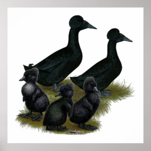 Black Crested Duck-reeks Poster