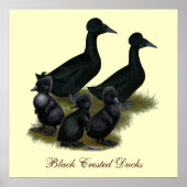 Black Crested Duck-reeks Poster (Voorkant)