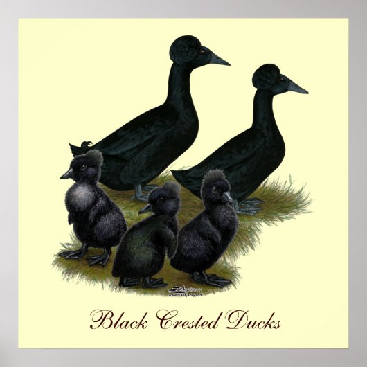 Black Crested Duck-reeks Poster (Voorkant)