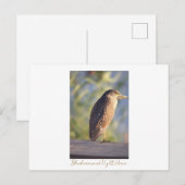 Black-croned Night Heron Briefkaart (Voorkant / Achterkant)