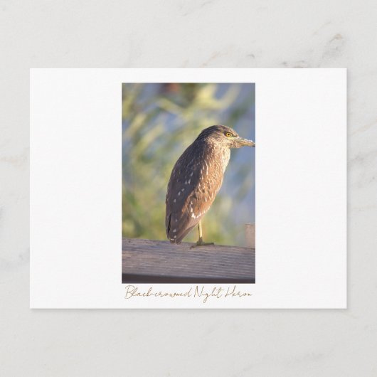 Black-croned Night Heron Briefkaart (Voorkant)