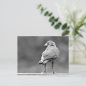 Black Crow Briefkaart (Staand voorkant)