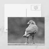 Black Crow Briefkaart (Voorkant / Achterkant)