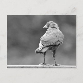 Black Crow Briefkaart