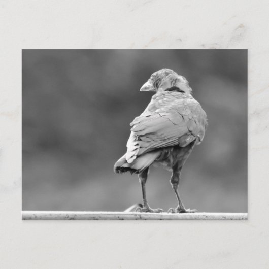 Black Crow Briefkaart (Voorkant)