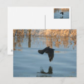 Black Crow Briefkaart (Voorkant / Achterkant)