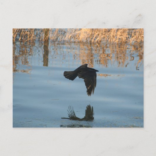 Black Crow Briefkaart (Voorkant)