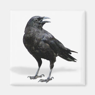 Black Crow Fridge of Kantoor Magnet