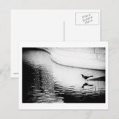 Black Crow met Reflection op Water - Foto Postca Briefkaart (Voorkant / Achterkant)