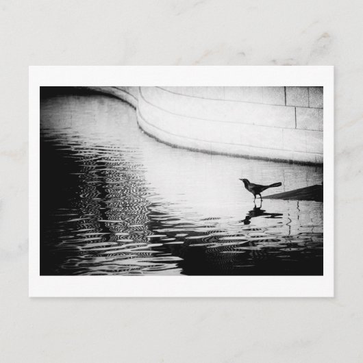Black Crow met Reflection op Water - Foto Postca Briefkaart (Voorkant)