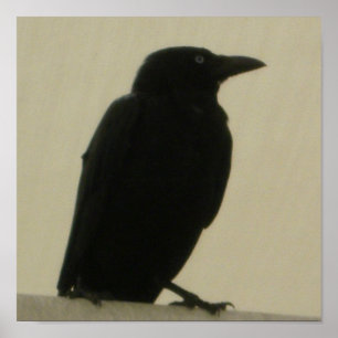 Black Crow Poster