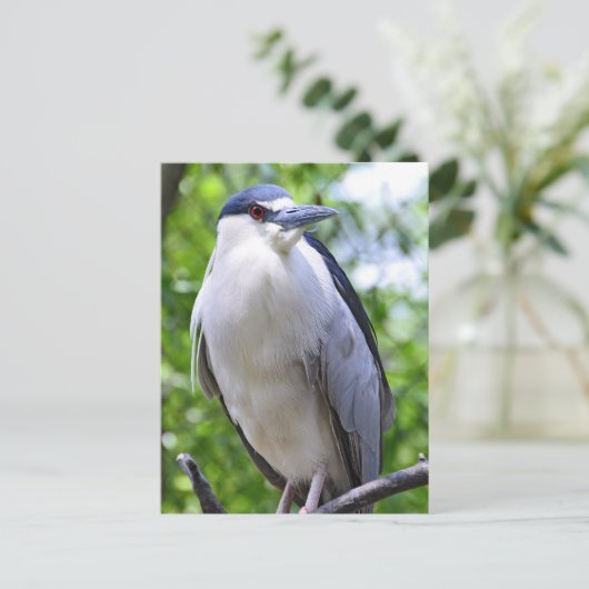 Black-Crowned Night-Heron Briefkaart (Staand voorkant)