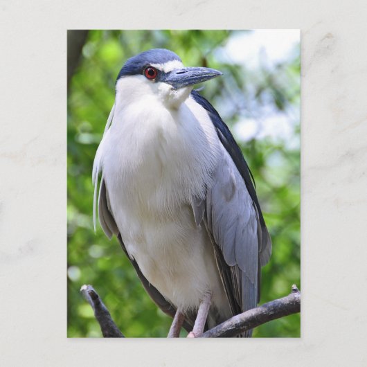 Black-Crowned Night-Heron Briefkaart (Voorkant)