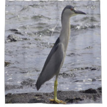 Black Crowned Night Heron
