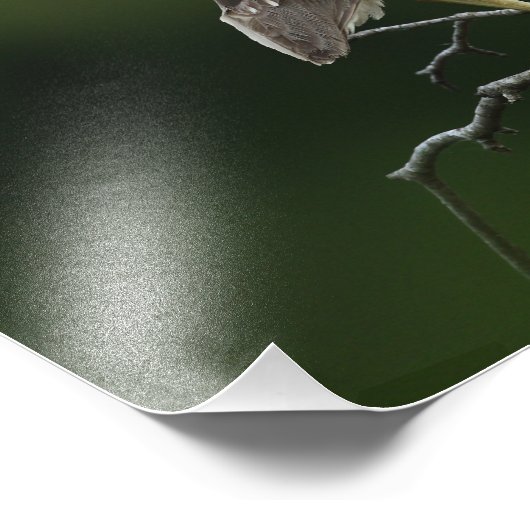 Black Crowned Night Heron Foto Afdruk (Hoek)