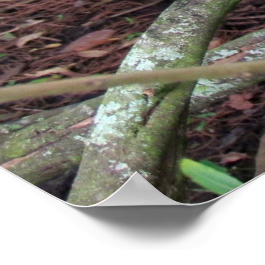 Black-Crowned Night-Heron met Breeding Plume Poster (Hoek)