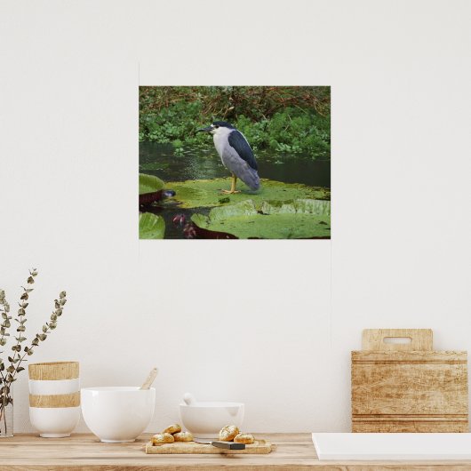 Black Crowned Night Heron Poster (Keuken)