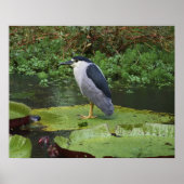 Black Crowned Night Heron Poster (Voorkant)