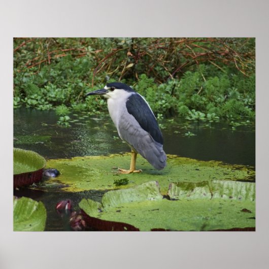 Black Crowned Night Heron Poster (Voorkant)