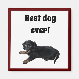 Black Dachshund Cocker Spaniel Puppy Foto Magneet
