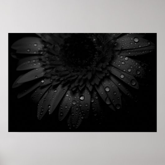 Black Daisy Poster (Voorkant)