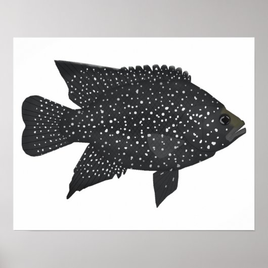 Black Diamond Cichlid Poster (Voorkant)