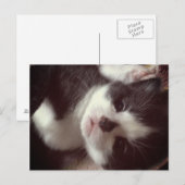 Black Diamond Nose CUTE Kat Briefkaart (Voorkant / Achterkant)