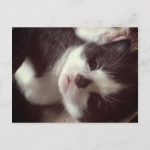 Black Diamond Nose CUTE Kat Briefkaart
