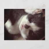 Black Diamond Nose CUTE Kat Briefkaart (Voorkant)