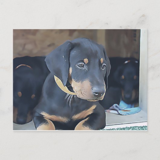 Black Doberman Puppy Briefkaart (Voorkant)