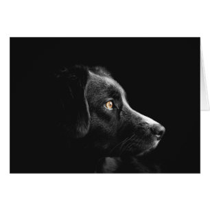Black Dog Watching