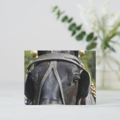 Black Draft Horse Briefkaart (Staand voorkant)