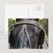 Black Draft Horse Briefkaart (Voorkant / Achterkant)