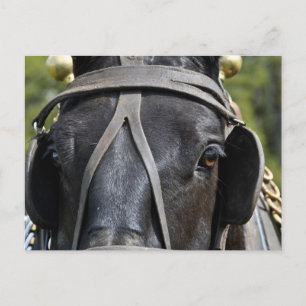 Black Draft Horse Briefkaart