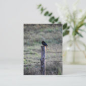 BLACK DRONGO OP POST RURAL QUEENSLAND AUSTRALIË BRIEFKAART (Staand voorkant)