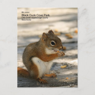 Black Duck Cove Park Briefkaart