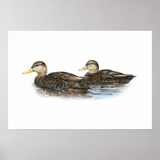 Black Duck Duo Poster (Voorkant)