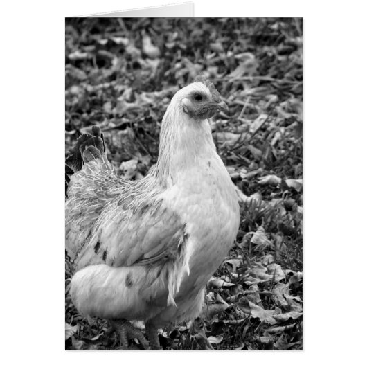 Black en White Hen (Voorkant)