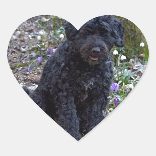 Black English Springer Spaniel Hart Sticker (Voorkant)